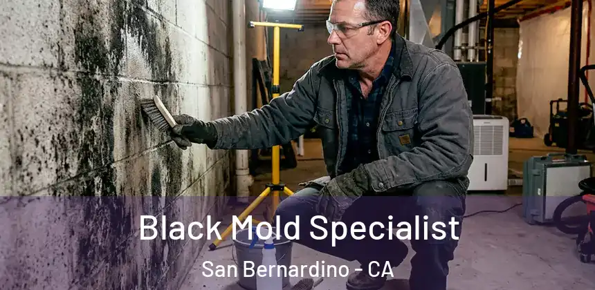 Black Mold Specialist San Bernardino - CA